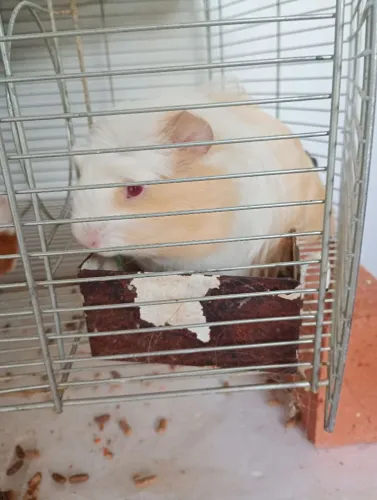 Porquinho da índia