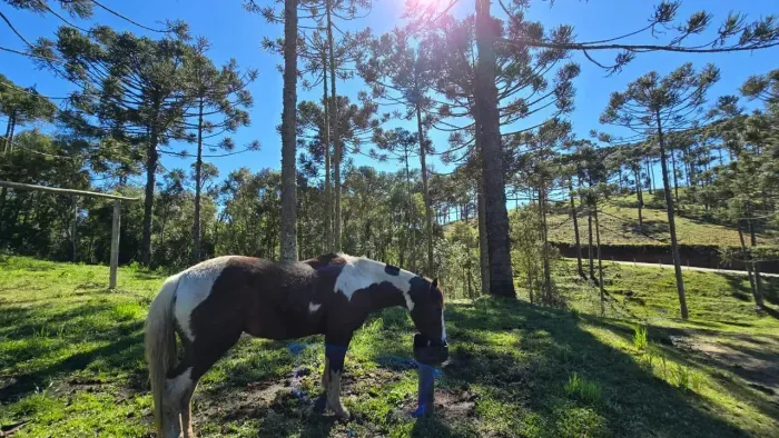 Terreno com casa ao lado da cidade