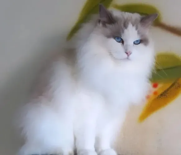 Linda Fêmea Ragdoll - Pura, Dócil e de Olhos Azuis ?