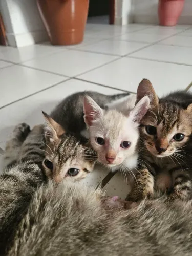 Gatinhos Filhotes Doação