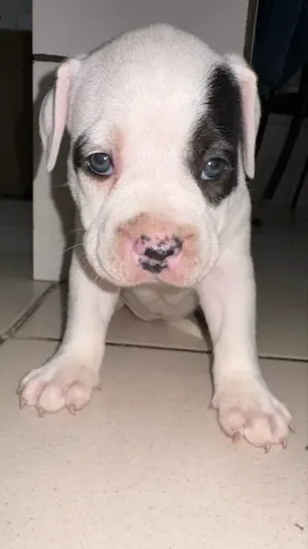 Filhotes de American Pitbull - Linhagem de Porte e Estrutura