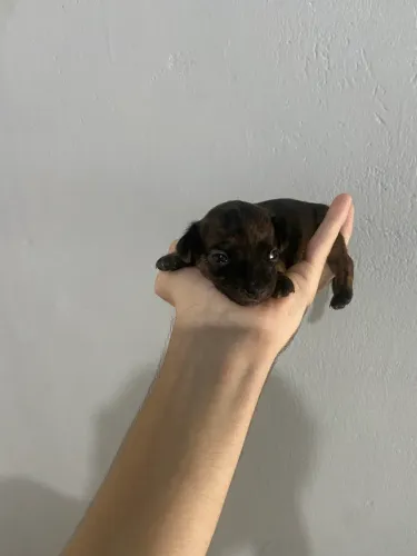 Filhote Pinscher 0 macho tigrado raro