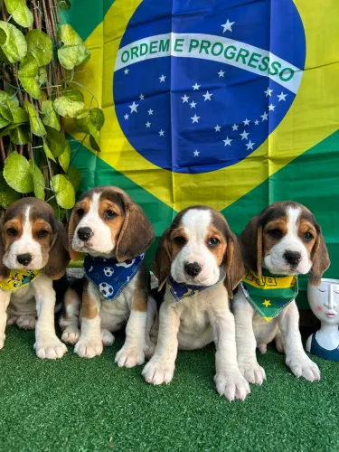 Beagle Tricolor 