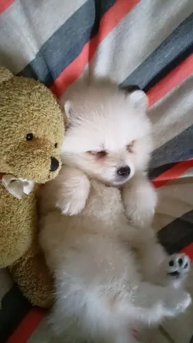 Lulu da Pomerânia