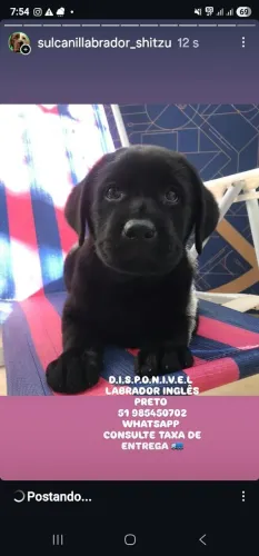PROMOÇÃO LABRADOR INGLÊS MACHO PRETO */ canil CBKC 