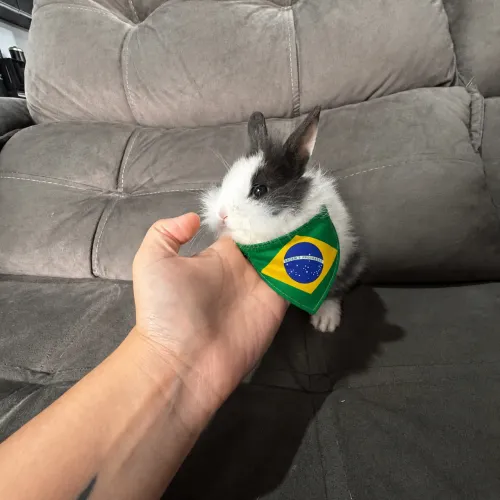 Mini coelho 