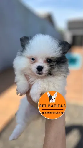 Lulu da Pomerania FÊMEA 12x sem juros