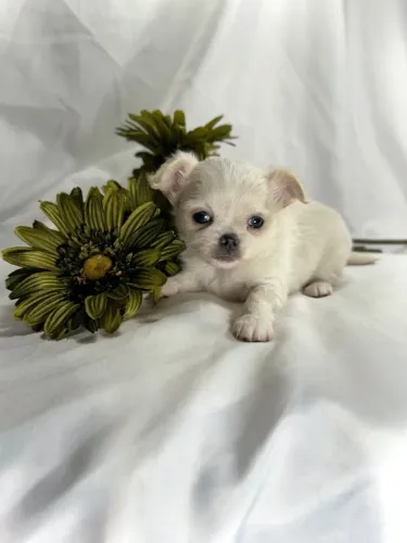 Chihuahua carinhoso