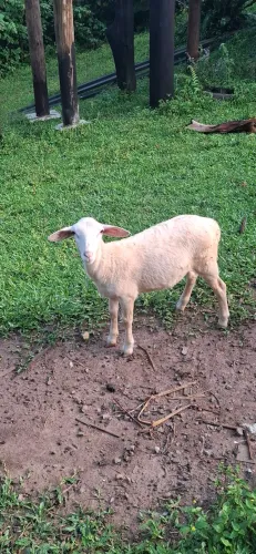 Ovelha white Dorper em Parelheiros sp 