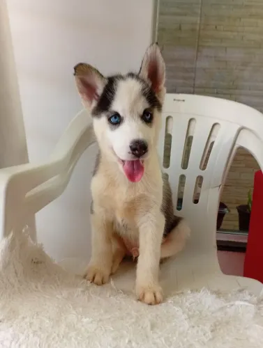 Husky siberiano 