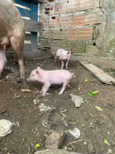 Vende-se filhote de porco oito dias de nascido