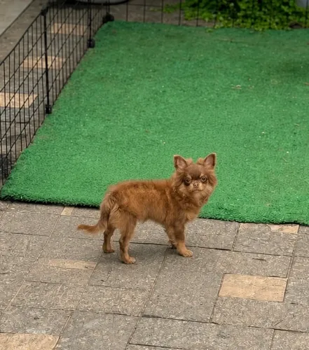 Chihuahua Pelo longo Chocotan pai Husky Importado da Tailândia. 