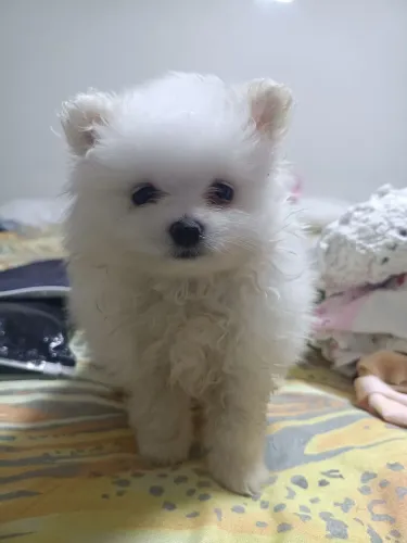 Vendo Lulu da Pomerania