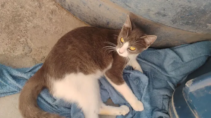 Gata fêmea para doação