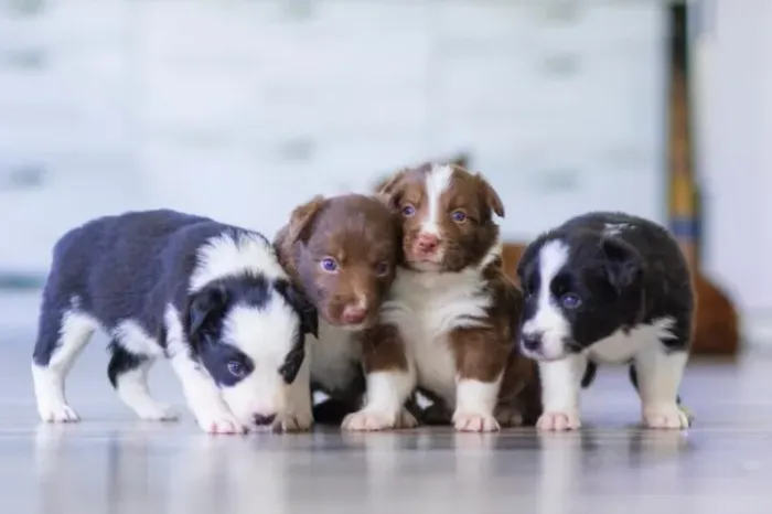 border collie , retira e entrega, pais no local 