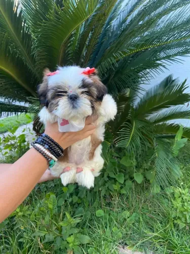 SHIH-TZU MACHO E FÊMEAS FILHOTE DEVALTO PADRÃO PARC/ENTREGO HOJE DEIXE SEU ZAP