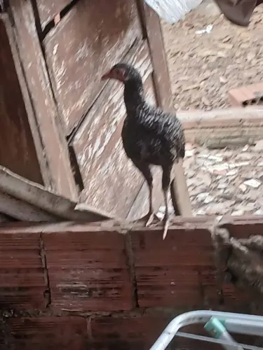 Vendo essas frangas e galinha