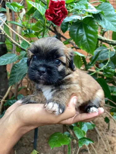 Vende-se Shihtzu