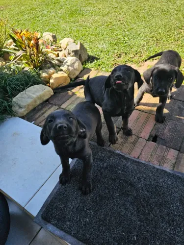 Filhotes de cachorro
