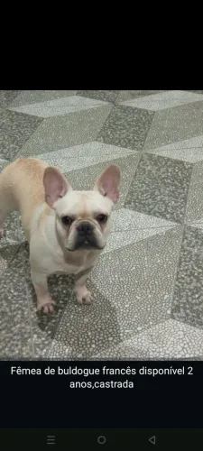 Vendo fêmea de buldogue francês com 2 anos castrada