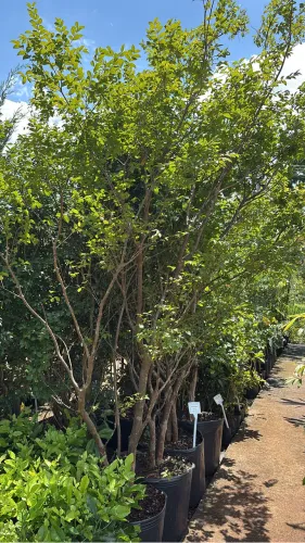Muda de Jabuticaba Sabará 9 anos