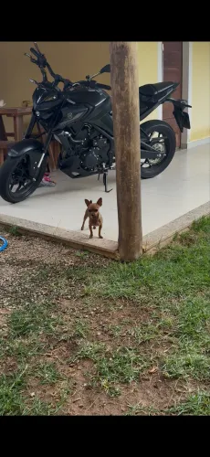Vendo