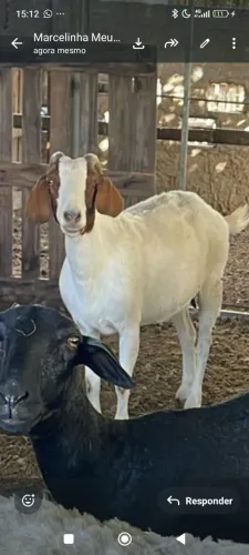 Cabras da raça bôer 