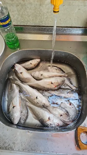 Guia de pesca em Igarata/Santa Isabel