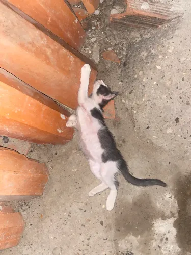 Doação de gatos