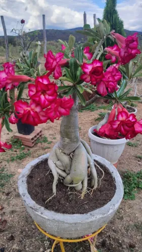 Rosa do deserto vermelha dobrada