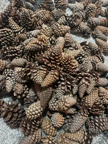? PINHAS NATURAIS PARA ARTESANATO E DECORAÇÃO! ?