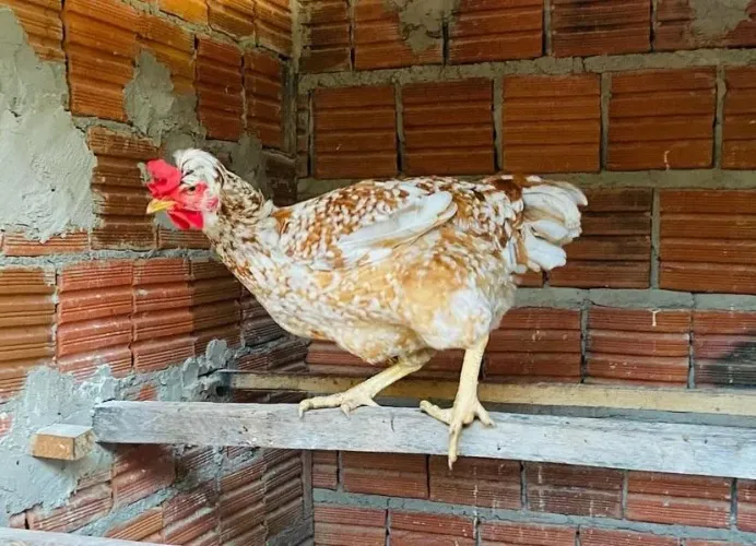 Galinha gsb balão e ovos pra quem quer começar a criar essa raça pura 