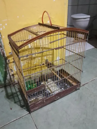 Gaiola pra venda mas informações