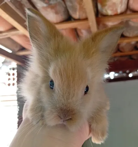 Coelho mini lion