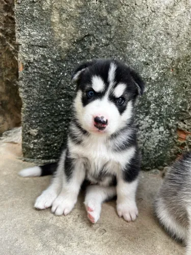 Filhotes de Husky