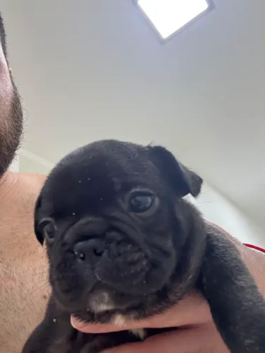 Bulldog Frances Fêmea 