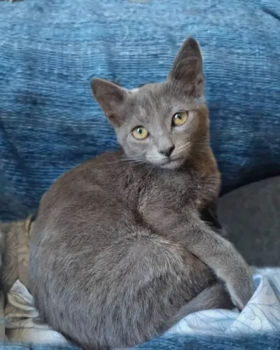 ADOTE lindo gato cinza BLUE 