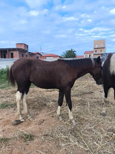 Potro Paint Horse 10 meses 
