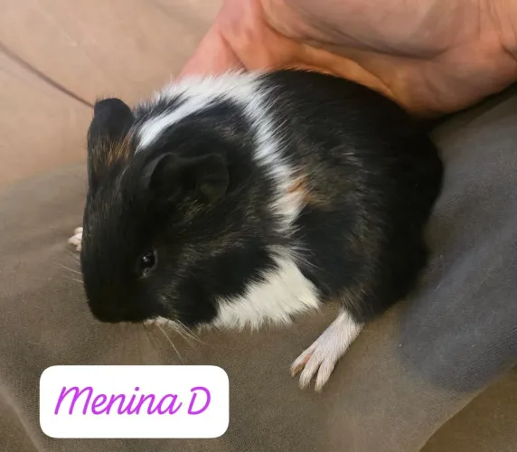 Porquinho da Índia fofos