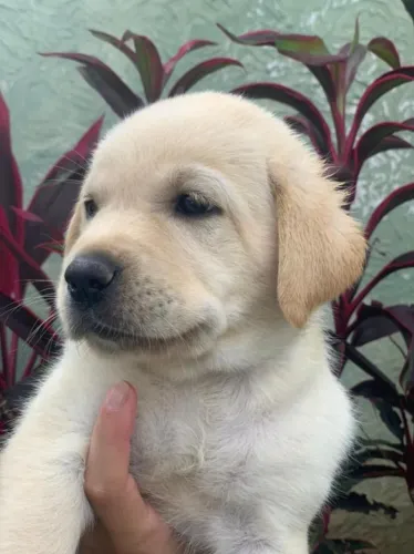 Labrador amigavel e leal