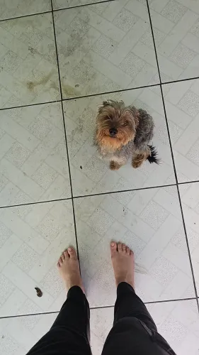 Doação de yorkshire, um ano e meio.