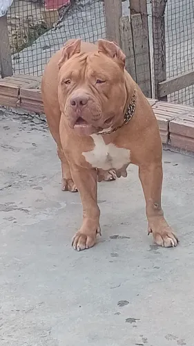Vendo com urgência 