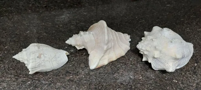 Conchas Naturais