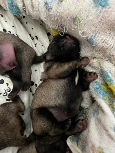 Filhote de Pug