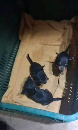 Pinscher fêmeas 00