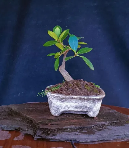 Bonsai Ficus Green Island 3