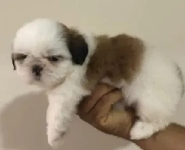 Shih Tzu