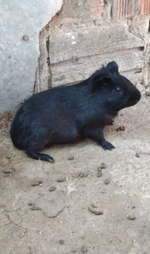 Porquinho da Índia