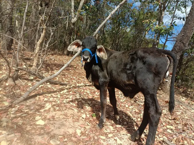  Vendo Bezerros e bezerras 