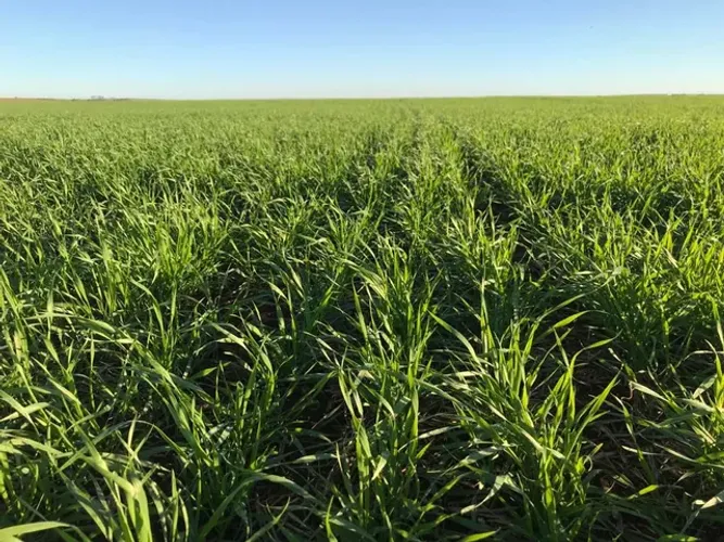 Fazenda Regiao de Maringá  107 alqueiro irrigado 